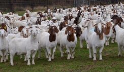 Goat Farming Business