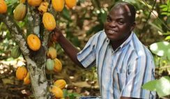 cocoa-farming-business-in-nigeria