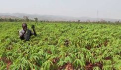 how-to-start-a-cassava-farm-in-nigeria