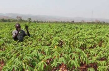 how-to-start-a-cassava-farm-in-nigeria