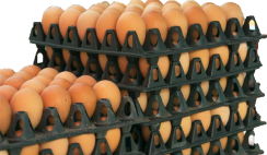 egg distribution business