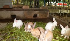 start a rabbit farm in Nigeria