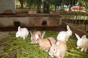 start a rabbit farm in Nigeria