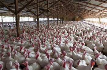 start a turkey farm in Nigeria