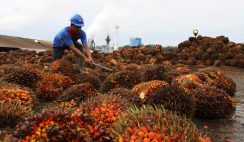 buy and sell palm oil
