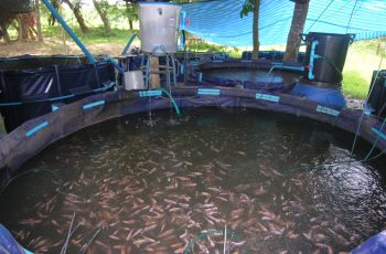 start a tilapia fish farm