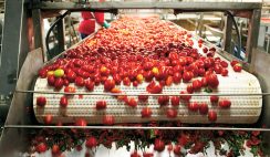 tomato processing plant