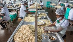 cashew nut processing company