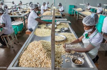 cashew nut processing company