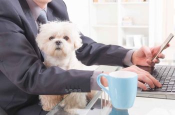best business ideas for animal lovers