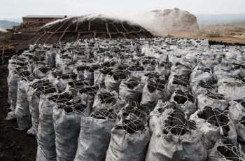 Start a charcoal exporting business