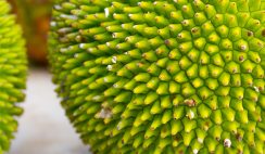 start a profitable breadfruit production