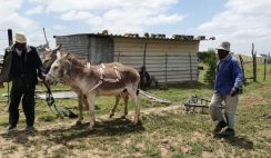 Brooke innovation fund for the welfare of working equines