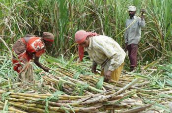 start a profitable sugarcane farming business