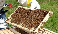 start a profitable honey production business