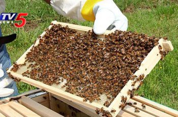 start a profitable honey production business