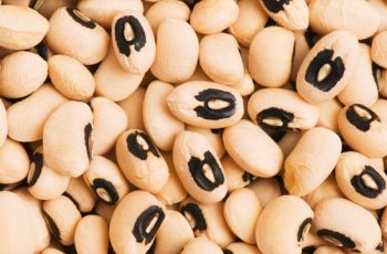 start a profitable beans farming business