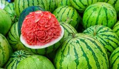 start a profitable watermelon farming business