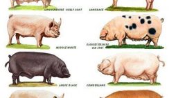 pig breeds