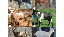 breeds of goat in Nigeria