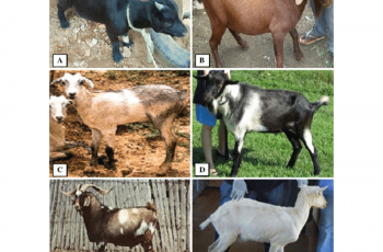 breeds of goat in Nigeria