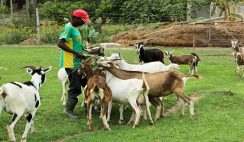 goat farming in Nigeria