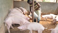 Pig Farming In Nigeria