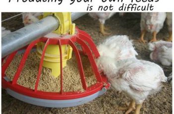 poultry feed production in Nigeria