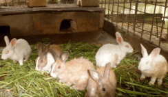 rabbit farming in Nigeria