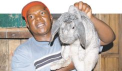 Rabbit farming in Nigeria