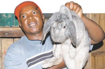 Rabbit farming in Nigeria