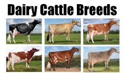 Dairy cattle breeds