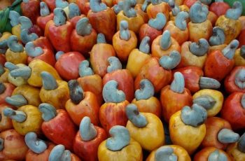 Cashew nut farming