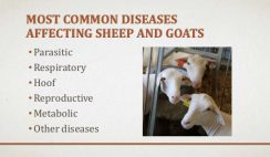 Goat and sheep diseases