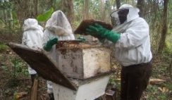 Honey bee farming