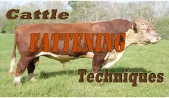 livestock fattening technique