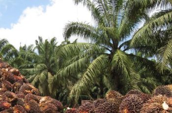 Palm tree plantation
