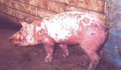 Pig diseases