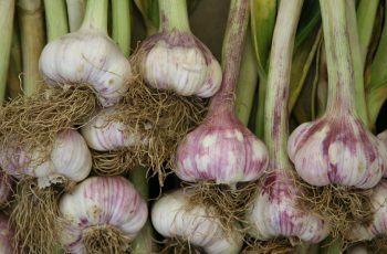 Garlic farming
