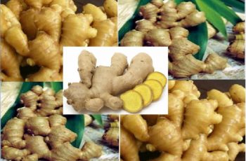 Ginger farming