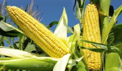 Maize farming business