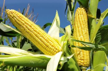 Maize farming business