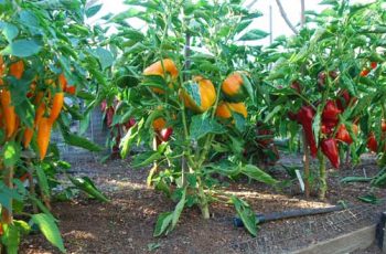 Pepper farming