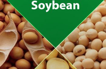 Soybeans farming