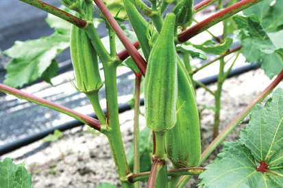 How To Start Okra Farming Business In Nigeria: What You Need