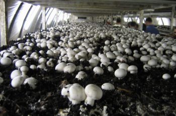 Commercial mushroom farming