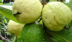 Guava farming