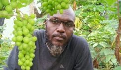 Grape farming business in Nigeria