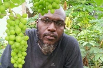 Grape farming business in Nigeria