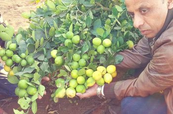 Lemon Farming In Nigeria